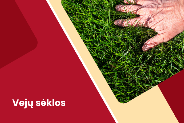 Sėklos